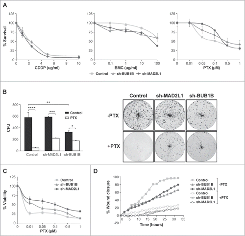 Figure 4. Interference of Mad2 and BubR1 expression increases survival to PTX in MKN45 cells. (A) Indicated cell lines were seeded on MW96 and treated with increasing doses of CDDP, PTX or BMC. Graphs show survival curves measured by MTS 48 h after treatment. The experiments were performed in quadruplicate and repeated twice. (B) Left panel: Clonogenic assay. The graph represents the average of all clones in each experimental condition, in 3 independent experiments performed in duplicate. Statistical significance was studied by a 2-way anova (* P < 0.05, ** P < 0.005, *** P < 0.001). Cells were plated at low density and treated with 0.05 μM of PTX. Right panel: Representative images of colonies from a 10-day assay in control MKN45, sh-Mad2L1 and sh-BUB1B cell lines. (C) Control MKN45, sh-MAD2L1 and sh-BUB1B cells were treated with increasing concentrations of PTX (0–100 nM). Viability was quantified using the crystal violet after 48 h of treatment. Results are presented as percentage of viable cells relative to untreated cells. Data show the results from 3 independent experiments, performed in quadruplicate. Statistical differences were tested using Student's t-test (* P < 0.05, ** P < 0.005, *** P < 0.001). (D) The effect of PTX (0.1 μM) on control MKN45, sh-Bub1B and sh-Mad2L1 cell migration in the wound healing assay was measured up to 48 h. The wound closure was quantified every 2 h postwounding by measuring the remaining unmigrated area using ImageJ.