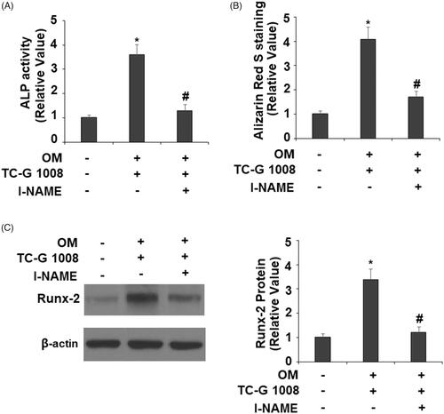 Figure 9. Treatment with the eNOS inhibitor l-NAME suppressed the effects of TC-G 1008 on the differentiation and mineralization of MC3T3-E1 cell. Cells were incubated with osteogenic medium (OM) and TC-G 1008 (10 μM) with or without l-NAME (1 mM). (A). ALP activity; (B). Alizarin Red S staining (C). Expression of RUNX-2 was measured by western blot analysis (*, #, p < .01).