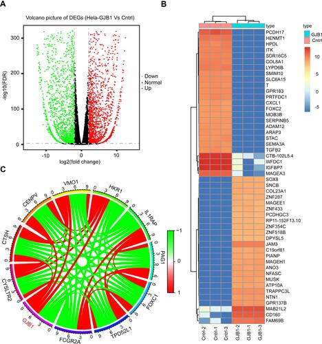 Figure 2 Determination of genes differentially expressed between HeLa-GJB1 and control (Cntrl) groups. (A) Volcano plot of all unique genes from the genes differentially expressed between HeLa-GJB1 and Cntrl groups. Vertical and horizontal lines indicate the significance thresholds of |log2 Fold Change| > 2 and false discovery rate (FDR) < 0.05, respectively. (Blue and red dots indicate significantly downregulated and significantly upregulated genes, respectively; while black dots indicate genes with nonsignificant changes in expression levels). (B) Heat map of the top 50 DEGs (Red indicate upregulated and Blue indicate downregulated). (C) Circos plot of the top 10 genes co-expressed with GJB1 (Red indicate positive co-expression and Green indicate negative co-expression).