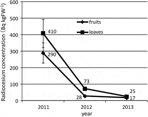 Figure 1 Changes in radiocesium concentrations (134Cs + 137Cs) in fruits and leaves of blueberries (Vaccinium virgatum Aiton). Values are means of samples collected from three bushes in 2011 and 2012. Values in 2013 were obtained from one fruit sample and two leaf samples from three bushes, respectively. Bars indicate standard error of the mean.