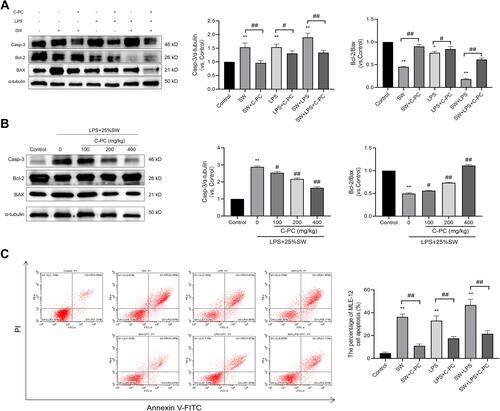 Figure 8 C-PC inhibits apoptosis in lung tissue and MLE-12 cells.