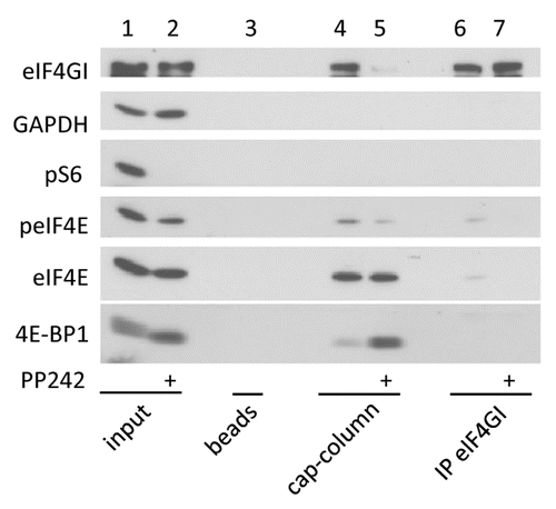 Figure 1. eIF4E and 4E-BP1 are dephosphorylated upon mTOR inhibition by PP242. HeLa cells were treated with 2.5 μM of PP242 for 1 h or left untreated. Whole cell lysates were incubated with m7GTP-beads (cap column), beads alone (beads) or subjected to immunoprecipitation with eIF4GI antibody (IP eIF4GI). Bound proteins and whole cell lysates (input) were separated by SDS-PAGE and analyzed by western blotting with the indicated antibodies. Data are representative of at least three independent experiments.