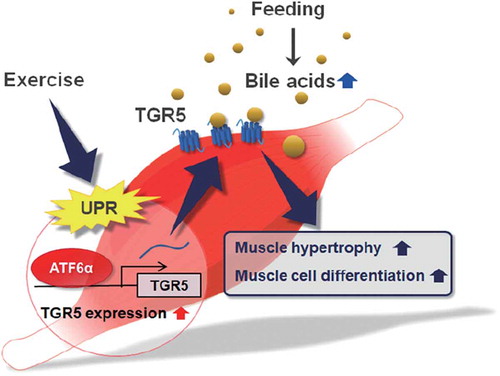 Figure 3. The proposed role of Tgr5 in skeletal muscle. ATF6 increases TGR5 expression in muscle cells, which is mimicked by exercise in vivo. TGR5 activation promotes muscle hypertrophy and muscle cell differentiation.