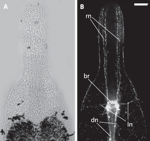 Figure 8.  Paracatenula galateia sp. nov. Serotonin staining of the nervous system in the anterior region. A. Light micrograph of anterior end. B. Projection of several immunofluorescent micrographs of the same specimen showing the brain (br), rostrum nerves (rn), lateral nerves (ln) and dorsal cord nerves (dn). Scale bar 50 µm.