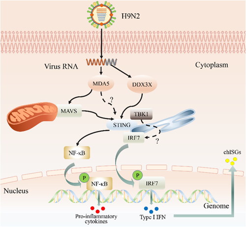 Figure 1. Innate immune response against H9N2 AIV infection in chicken. H9N2 virus is recognized by melanoma differentiation-associated gene 5 (MDA5) and asp–-glu–-ala–-asp (DEAD)-box polypeptide 3 X-linked (DDX3X) which trigger downstream pathways through the stimulator of IFN genes (i.e. STING) and the mitochondrial antiviral-signaling protein (MAVS), respectively. Although MAVS also activates STING after receiving the upstream signal, what remains uncertain is whether MDA5 directly activates STING. In any case, STING activates the transcription factors IFN regulatory factor 7 (IRF7) and nuclear factor kappa B (NF-κB) by orchestrating the assembly of TANK-binding kinase 1 (TBK1). even so, the interaction between TBK1 and IRF7 also remains unclear. Once activated, IRF7 and NF-κB translocate into the nucleus and are phosphorylated, which further stimulates the transcription of type 1 interferons and proinflammatory factors. In turn, type I IFNs stimulate the production of the IFN-stimulated gene factor (ISG) by both autocrine and paracrine signaling through cognate type I IFN receptor recognition.