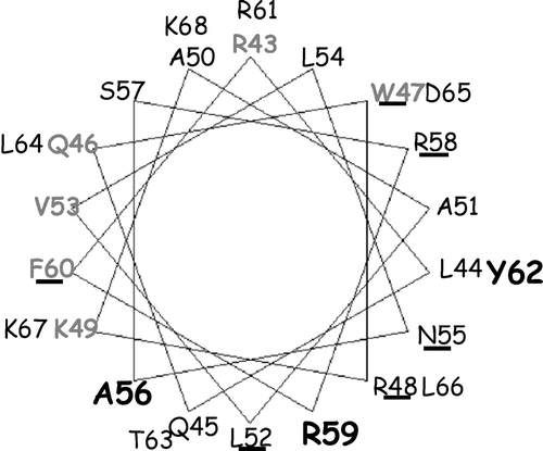 Figure 6.  Helical wheel projection of ACA8 CaM-binding domain. A helical wheel projection of aa stretch R43-K68 of ACA8 was made using the program Binding Site Analysis in The Calmodulin Target Data Base. Residues involved in phospholipid binding are shown in bold; residues involved in auto-inhibition are underlined and those important in CaM recognition are in grey.