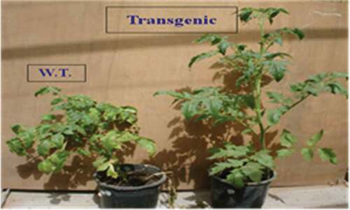 Figure 4. Plant growth of non-modified (wild-type) and katE overexpression (modified) plants under artificial infestation with Fusarium oxysporum f. sp. lycopersici.