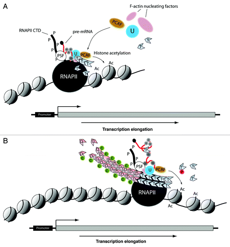Figure 2. Hypothetical models depicting actin-based mechanisms during transcription elongation, with respect to a eukaryotic gene. (A) After commitment to elongation, as part of the PSF/NonO complex, actin interacts with hnRNP U to recruit the HAT PCAF. Concomitantly, actin polymers are nucleated through F-actin nucleating factors such as N-WASP and ARP2/3 that are also part of the same multiprotein complex together with PSF/NonO. This mechanism leads to H3K9 acetylation at the exit of the gene promoter, it generates an open chromatin configuration and favors passage of the elongating polymerase through the nucleosome barrier to start transcribing the gene. (B) During transcription elongation the polymerase-associated actin undergoes head-to-tail polymerization. This mechanism is controlled by the F-actin severing activity of cofilin that accompanies the elongating polymerase to maintain a pool of polymerization competent actin. Co-transcriptional actin polymerization occurs throughout the entire length of the transcribed gene and contributes to provide directionality to the elongating polymerase through maintenance of permissive chromatin. RNAPII, RNA polymerase II; U, hnRNP U; T, ATP-actin; P-S2, phosphorylated Ser2; P-S5, phosphorylated Ser5; Ac, acetylated histone; D, ADP-actin; T, ATP-actin; C, cofilin; P, profilin.