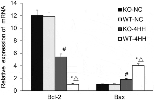 Figure 3. qPCR Analysis of Bcl-2 and Bax mRNA expression in mouse hippocampus tissues.Expression of Bcl-2 mRNA and Bax mRNA in mouse hippocampus tissues of various groups. #p < 0.01 vs KO-NC group; *p < 0.01 vs WT-NC group; △p < 0.05 vs KO-4HH group.