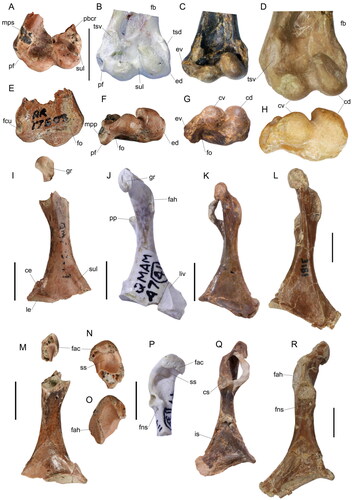 Figure 2. Presbyornithid humeri in A–D, cranial, E, caudal and F–H, distal views, and coracoids in I–L, O, ventral and M, N, P–R, dorsal views. A, E, F, Murgonornis archeri gen. et sp. nov., holotype QM F23735, dL humerus, from the Eocene Tingamarra Local Fauna; B, Wilaru tedfordi AMNH 11452, dL humerus; C, G, Presbyornis pervetus, USNM 618180, dL humerus; D, H, Telmabates antiquus AMNH 3170, dL humerus. I, M, Murgonornis archeri QM F23649, L coracoid (2 parts); N, O, M. archeri, QM F30291, R acrocoracoid; J, Wilaru tedfordi AMNH 11426, L coracoid, P, AMNH 11473, cranial part L coracoid; K, Q, Presbyornis pervetus USNM 618183, L coracoid; and L, R, Telmabates antiquus AMNH 3181, L coracoid. Abbreviations: cd, condylus dorsalis; ce, crista epimarginalis; cs, cotyla scapularis; cv, condylus ventralis; ed, epicondylus dorsalis; ev, epicondylus ventralis; fac, facies articularis clavicularis; fah, facies articularis humeralis; fb, fossa brachialis; fcu, pit for musculus flexor carpi ulnaris; fns, foramen nervi supracoracoidei; fo, fossa olecrani; gr, groove for insertion of ligamentum acrocoracoclaviculare superficiale; is, impressio musculi sternocoracoidei; le, labrum externum; liv, linea intermuscularis ventralis; mpp, scar for musculus pronator profundus; mps, scar for musculus pronator superficialis; pbcr, scar for palmar branch of musculus extensor carpi radialis; pf, processus flexorius; pp, processus procoracoideus; ss, sulcus supracoracoideus; sul, sulcus; tsd, tuberculum supracondylare dorsale; tsv, tuberculum supracondylare ventrale. Scale bars = 10 mm.