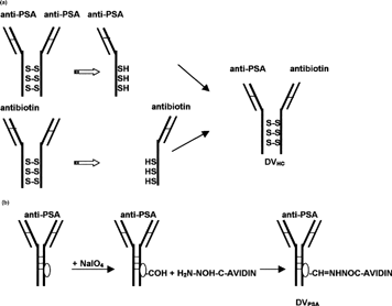 1 Diagram of delivery vehicles preparation. (a) Preparation of bispecific delivery vehicle (DVHc) from anti-PSA and antibiotin monoclonal mouse IgG1: Antibodies were reduced to dissociate and then were allowed to reform SH bonds. (b) Preparation of avidin-conjugated delivery vehicle (DVPSA) from monoclonal mouse IgG1. Carbohydrate residue on the Fc portion of antibodies was oxidized to generate aldehyde, which in turn reacted with avidin-hydrazide.