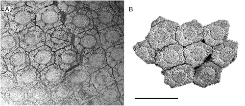 FIGURE 8. Anterolateral carapace osteoderms: A, Andinoglyptodon mollohuancai holotype MUESP 4; B, cf. Andinoglyptodon (MNHN-Bol-V 006369) from Inchasi. Scale bar equals 5 cm.