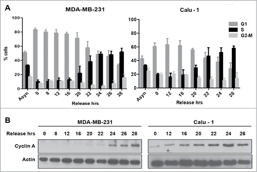 Figure 1. Cell cycle progression from G1 into S-phase for MDA-MB-231 and Calu-1 cells. (A) MDA-MB-231 breast cancer cells and Calu-1 lung cancer cells were plated at 30% confluence in medium containing 10% serum. After 24 hours, cells were synchronized using lovastatin as described in Materials and Methods. Upon release from G1 block, cells were collected at indicated time points and analyzed for cell cycle distribution by measuring DNA content using flow cytometry. Error bars represent the standard deviation for experiments repeated at least 3 times. (B) Western blot analysis performed to determine the levels of cyclin A, and actin. These data shown are representative of experiments repeated at least 3 times.