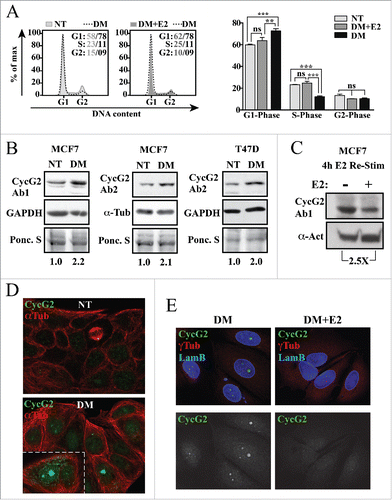 Figure 1. CycG2 expression is modulated by estrogen signaling in breast cancer cells. (A) Left, Histogram overlays of DNA content in MCF7 cells grown in E2-depleted medium (DM, dashed line) for 4 d vs. those cultured in non-treated medium (NT, light gray fill) and E2-depleted cultures re-stimulated with 10 nM E2 for an additional 48 h (DM+E2, dark gray fill). Right, One-way ANOVA statistical analysis of cumulative DNA flow cytometry data arising from experimental conditions shown at left. (B) Immunoblot analysis of CycG2 expression in MCF7 and T47D cells depleted of estrogen (DM) for 4 d relative to control protein (GAPDH or α-tubulin and Ponceau S stain). (C) Immunoblot analysis of CycG2 expression following 4 h re-stimulation of 3 day E2-depleted MCF7 cells with (+) 10 nM E2 compared to non-treated control (-). (D) Confocal immunofluorescence micrographs of expression and localization of CycG2 in MCF7 cells cultured in E2 containing (NT) or in E2-depleted (DM) medium for 6 d. Cells were stained with antibodies to CycG2 (shown in green channel) and α-tubulin (αTub, red). (E)  Confocal micrographs of CycG2 expression and localization following 72 h re-stimulation of E2-starved (DM) MCF7 cells with 10 nM E2 (DM+E2).  Micrographs at top show immunosignals for CycG2 (green), lamin B (Lam B, blue; nuclear marker) and γ-tubulin (γTub, red; centrosome marker); micrographs at bottom show single channel anti-CycG2 immunosignal from above images in black and white for better contrast.