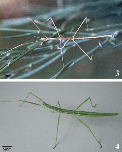 Figure 3 Male of Leptynia montana showing the general body features shared by all taxa of the genus Leptynia; particularly evident are the very slender apterous body, the long antennae and the backward projecting claspers. Figure 4. Female of Pijnackeria hispanica (ex Leptynia hispanica): this parthenogenetic tetraploid taxon is the nominal species of the new genus, since it has been found to correspond to the originally described L. hispanica species by Pantel.