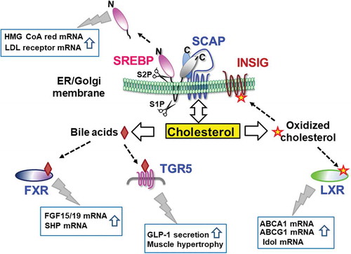 Figure 4. Cholesterol and its metabolites regulate the activity of transcription factors and their receptors. The ER membrane protein SREBP is proteolytically processed by two cleavage enzymes, site 1 and site 2 proteases, in the Golgi to generate its active soluble form. The active form translocates to the nucleus, thereby increasing target gene expression. The SREBP-associated protein SCAP controls exit of the SREBP-SCAP complex from the ER by cholesterol binding. Cholesterol metabolites, such as oxidized cholesterols and bile acids, bind and activate LXR and FXR, respectively, thereby stimulating their target gene expression. TGR5 activation by bile acids triggers GLP-1 secretion from the intestine and leads to skeletal muscle hypertrophy.