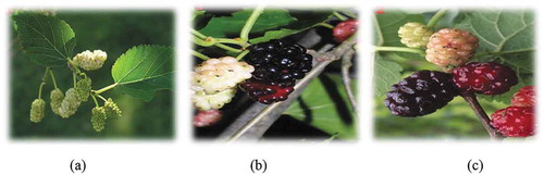 Figure 1. (a) Morus alba, (b) Morus nigra, (c) Morus rubra (Source: Indian Silk, CSB, Bangalore)