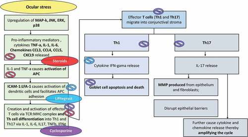 Figure 4. Site of action during the pathophysiology of ADED-induced inflammatory cascade and the molecular interaction of the various anti-inflammatory agents used in ADED. MAP-K, mitogen-activated protein kinase; JNK, c-Jun N-terminal kinase; ERK, extracellular signal–related kinase; TNF-α, tumor necrosis factor alpha; IL-, interleukin; CCL,CXCL- chemokines; ICAM-1, intercellular adhesion molecule 1; LFA-1, lymphocyte function-associated antigen 1; TGF-β, transforming growth factor beta; IFN-γ, interferon gamma and MMP, matrix metalloproteinase. Adapted from Periman et al.Citation90