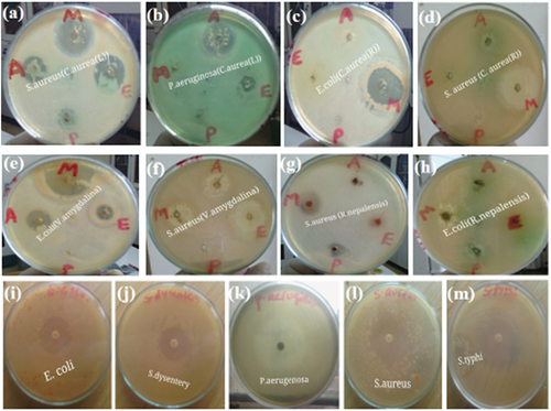 Figure 3. In-vitro antibacterial activity of crude extracts of C. aurea (leaves), C. aurea (roots), V. amygdalina (leaves) and R. nepalensis (roots) against human bacterial test pathogens (at 200 mg/ml); solvent extracts of C. aurea leaf against S. aureus (a) and P. aeruginosa (b); solvent extracts of C. aurea root against E. coli (c) and S. aureus (d); solvent extracts of V. amygdalina leaf against E. coli (e) and S. aureus (f); solvent extracts of R. nepalensis root against S. aureus (g) and E. coli (h); zone inhibition exhibited by the standard antibiotic (ciprofloxacin, 5 µg/ml) against the bacterial test pathogens s: E. coli (i), Shigella dysenteriae (j) Pseudomonas aeruginosa (k), S. aureus (l), salmonella typhi (m); M, E, a and P represents plant crude extracts by 80% methanol, 70% ethanol, aqueous and petroleum ether, respectively.