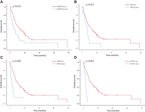 Figure 3 Kaplan-Meier curves for survival of patients with or without specific genetic mutations in elderly AML. The red and blue lines represent the survival of patients without or with mutations, respectively. (A) OS for patients with or without DNMT3A mutation (p=0.013). (B) OS for patients with or without TP53 mutation (p=0.021). (C) OS for patients with or without NRAS mutation (p=0.002). (D) OS for patients with or without U2AF1 mutation (p<0.001).