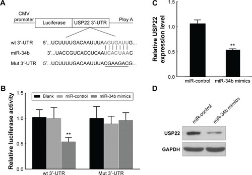 Figure 3 miR-34b targets the 3′-UTR of the USP22 gene.