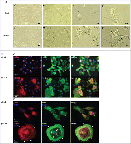Figure 2. Dbl oncogene expression alters MCF-10 As monolayer morphology. (A) Phase-contrast images of pRed (a′, c′, e′ and g′) and pRDbl (b′, d′, f′ and h′) cells cultured to confluence or sub-confluence in assay media. Magnification: 4X (a′, b′, c′, d′); 20X (e′, f′); 40X (g′, h′). (B) Immunofluorecence analysis of the distribution of pRDbl oncoprotein. pRed and pRDbl cells grown on glass coverslips, were fixed, permeabilized and stained for actin filaments, using FITC-conjugated phalloidin (green), and for nuclei, using DAPI (blue). pRDbl cells show a polygonal shape, and the red fluorescence signal mostly diffused in the cytoplasm and partially localized on the plasma membrane. In contrast, pRed cells appear elongated, and the red signal diffused in the cytoplasm, with no localization along the plasma membrane. The actin cytoskeleton (green) is organized in well-evident short stress fibers and some ruffling and lamellipodia in cells expressing pRDbl, and in thin, long stress fibers in pRed expressing cells. Arrowheads indicate the ruffling and lamellipodia areas of the plasma membrane where the DbI protein localizes, arrows indicate stress fibers. Scale bar: 10 μm.
