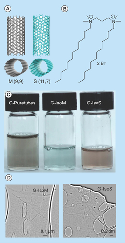 Figure 2.  Characteristics of gemini 12–3–12 surfactant modified single wall carbon nanotubes-siRNA complexes.(A) Computer-generated images of representative M (9,9), and S (11,7) single wall carbon nanotubes; (B) structure of gemini surfactant 12–3–12; (C) puretubes, Isonanotubes-M and Isonanotubes-S single wall carbon nanotubes (0.1 mg/ml) dispersions in 0.1% (w/v) 12–3–12 G; (D) high-resolution electron micrographs of gemini-Isonanotubes-M and gemini-Isonanotubes-S complexes showing individually dispersed nanotubes.G: Gemini surfactant; M:Metallic; S: Semiconducting.