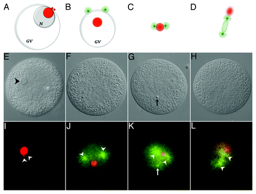Figure 4. Association of 5′-ETS RNA with meiotic spindle components. The diagram shown in ) (A‒D) are not drawn to scale. Chromosomes and sperm components (nucleus and asters) are excluded for clarity. Nucleolinar RNA is colored red. Centrosomes, asters and spindle microtubules are colored green. GV, germinal vesicle; N, nucleolus. A, configuration up to approximately 8 min post-insemination. The nucleolinus is still intact. Procentrosomes and centrosomes hover at the periphery of the nucleolinar RNA patch before separating from each other and forming asters (B), which are first seen at the cytoplasmic edge of the collapsing GV (also see Fig. 3D–F). As the nucleolinus dissipates, a concentrated patch of RNA remains. By 12 min post-insemination, nucleolinar RNA and centrosomes (with growing spindle and astral arrays) remain closely associated (C). The nucleolinar RNA patch can be found between the developing poles, though not always arranged linearly. As the spindle begins to elongate, the nucleolinar RNA patch becomes smaller and more diffused around the edges, taking a position near one pole (D). (E‒H), DIC micrographs of oocytes fixed within the time blocks diagrammed above. (I–L), fluorescent images of the cells in (E–H) showing the distribution of 5′-ETS (red) and α-tubulin (green). Arrowheads in (I) highlight two 5′-ETS foci. Note that spindle integrity and α-tubulin antigenicity in these samples are severely compromised due to harsh hybridization conditions, including proteinase-K treatment and high temperature. Images of α-tubulin (microtubules) distribution in (J–L) are therefore of low quality, but nevertheless mark the vicinity of the asters and two half-spindles (arrowheads in J–L). A third astral array can be observed in some images (arrow in K). They are associated with the sperm nucleus, which is visible with bis-benzimide stain and often by DIC (arrow in G).