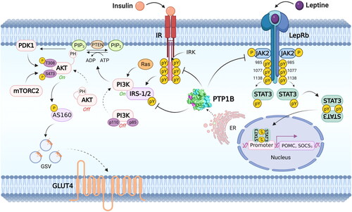 Figure 2. Main metabolic signalling pathways modulated by PTP1B. PTP1B acts as a negative regulator of insulin and leptin signalling pathways. In the insulin pathway, PTP1B dephosphorylates tyrosine residues in IR, IRS-1 and IRS-2, supporting glucose homeostasis by modulating GLUT4 transit. In the leptin signalling pathway, PTP1B dephosphorylates LepRb and JAK2, inactivating STAT3 and thus controlling the expression of genes POMC and SOCS3 involved in energy balance. Abbreviatures: ADP: adenosine diphosphate. ATP: adenosine triphosphate. Akt: Ak strain transforming. AS160: Akt substrate of 160 kDa. ER: endoplasmic reticulum. GLUT4: glucose transporter type 4. GSV: glucose storage vesicles. IR: insulin receptor. IRK: tyrosine kinase domain of the insulin receptor. IRS-1/2: insulin receptor substrate ½. JAK2: Janus kinase 2. LepRb: short isoform of the leptin receptor. mTORC2: mammalian/mechanistic target of rapamycin (mTOR) complex 2. PDK1: phosphatidylinositol-dependent kinase 1. PH: pleckstrin homology domain. PI3K: Phosphoinositide 3-kinases. PIP2: Phosphatidylinositol 4,5-bisphosphate. PIP3: phosphatidylinositol 3,4,5 trisphosphate. POMC: proopiomelanocortin. PTEN: phosphatase and tensin homolog. PTP1B: protein tyrosine phosphatase 1B. pY: phosphotyrosine. Ras: rat sarcoma virus. SOCS3: suppressor of cytokine signalling 3. STAT3: signal transducer and activator of transcription 3.