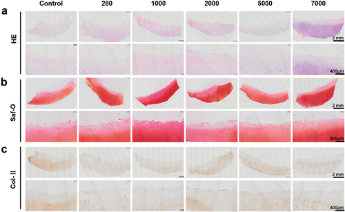 Figure 6. Histologic analysis of cartilage protection effect after explant co-culture.