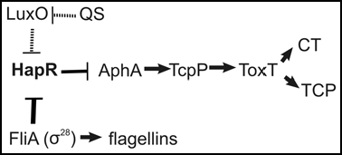 Figure 1 Repression of HapR During Mucosal Penetration. Due to the harsh conditions of the upper digestive tract, V. cholerae reaches the small intestine in relatively low numbers. At low cell density, the quorum sensing response regulator, LuxO, is phosphorylated and represses HapR indirectly via small regulatory RNAs. As the bacteria penetrate the mucus covering the intestinal epithelial cells, their flagella break, FlgM is secreted, and FliA is activated, further repressing HapR. Since HapR represses virulence factor (CT and TCP) expression, these mechanisms of HapR repression during mucosal penetration serve to increase virulence gene expression.