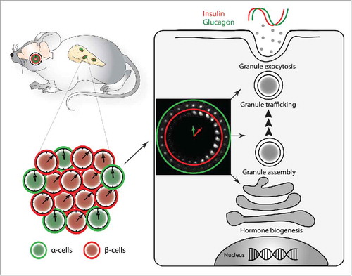 Figure 1. Interplay between α- and β-cellular clocks plays a role in the temporal coordination of insulin and glucagon secretion. Circadian oscillators operative in α-cells tend to lag behind β-cellular clocks. This phase coherence between α- and β-cellular clocks may contribute to the phase-shift observed between insulin and glucagon secretion profiles.Citation4 Differential transcriptional regulation of α-and β-cell functional genes related to hormone granule assembly, trafficking and exocytosis, might represent a plausible link between the cellular oscillator and the phase of hormone secretion.