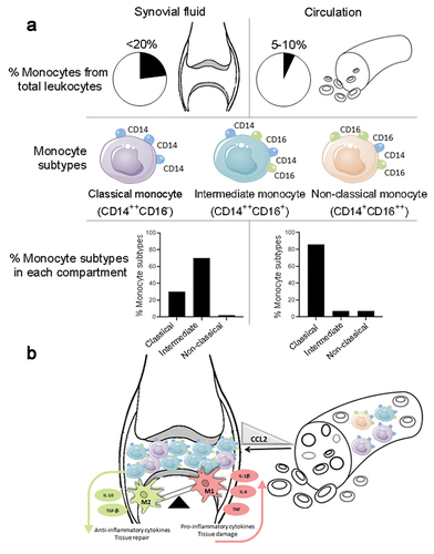 Figure 2. Distribution and main characteristics of circulating and synovial monocyte subsets in joint inflammation. (a) Prevalence (%) of monocytes among total leukocytes and monocytes subsets according to CD14 and CD16 expression (b) Monocytes from the circulation migrate to the synovium and lead to imbalance of M1/M2 macrophages responsible for inflammation. CCL2 influx leads to monocyte migration from the circulation to the joints. As a consequence, M1 macrophages producing the pro-inflammatory cytokines IL-1β, IL-6, and TNF are up-regulated, while the anti-inflammatory M2 macrophages producing TGF-β and IL-10 are down-regulated. This event promotes synovial tissue damage instead of tissue repair. Abbreviations: Chemokine (C-C motif) ligand 2 (CCL2) cluster differentiation (CD), interleukin (IL), macrophage (M) transforming growth factor-beta (TGF-β) and tumor necrosis factor (TNF).