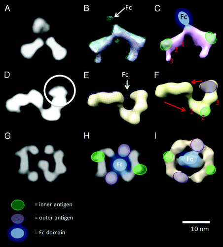 Figure 2. (A) class average of the DVD-IgTM molecule+ inner antigen. (B) RCT reconstruction of the class average in (A) shows that binding of the inner antigen causes a conformational change in the morphology of the DVD-Ig™ molecule, folding down the third domain (VD1) out of the plane of the other two domains. The Fc domain is only visible at a lower density threshold (green mesh), presumably because of its flexibility relative to the other domains. (C) An interpretation of the RCT maps showing the positions of the Fc domain, the inner antigen and the three domains along one of the DVD-Ig™ molecule arms. (D) class average of the “Z” shaped class average of the DVD-Ig™ molecule bound to both inner and outer antigen. (E) RCT reconstruction of the class average in (D). At a lower threshold, density appears that we interpret as the Fc domain. (F) Interpretation of the RCT map is supported by the correspondence between the appearance of the end of the arm of the RCT model and the end of the arm on the 2D class average of the DVD-IgTM molecule bound to outer antigen (Fig. 1F). (G) class average of the “pretzel” shaped class average of the DVD-Ig™ molecule bound to both inner and outer antigen. (H) An interpretation of the domain arrangements of the structure overlaid onto (G) the class average and (I) the RCT reconstruction of the class average in (G). The “pretzel” can be explained as an alternative conformation of the “Z” shape is the DVD-Ig™ arms rotate as shown by the arrows in (F). Also see Figure S2.