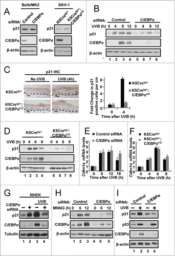 Figure 1. C/EBPα is required for UVB-induced upregulation of p21 protein levels. (A) Immunoblot analysis of untreated control and C/EBPα siRNA treated Balb/MK2 keratinocytes and K5Cretg/+ and K5Cretg/+;C/EBPαflox/flox epidermal lysates. (B) Immunoblot analysis of lysates from Balb/MK2 keratinocytes treated with C/EBPα siRNA or control siRNA and collected at the indicated times after exposure to 5 mJ/cm2 UVB. (C) IHC staining for p21 in formalin-fixed paraffin-embedded sections of mouse skin from K5Cretg/+ and K5Cretg/+;C/EBPαflox/flox mice 4 h after treatment with 50 mJ/cm2 UVB. (D) Immunoblot analysis of p21, and C/EBPα from lysates isolated from K5Cretg/+ and K5Cretg/+;C/EBPαflox/flox mouse epidermis collected at the indicated times following exposure to 100 mJ/cm2 UVB. (E and F) Relative Cdkn1a (p21) mRNA levels in (E) Balb/MK2 cells treated with C/EBPα siRNA or control siRNA and (F) K5Cre and K5Cre;C/EBPαflox/flox in mouse epidermis collected at the indicated times following UVB. Data are expressed as the mean normalized to Gapdh ±S .D. (N ≥ 3). There were no statistically significant differences between control and C/EBPα-deficient keratinocytes in culture or in vivo as measured and calculated by Student's T test. (G) Immunoblot analysis of lysates of NHEK cells treated with C/EBPα siRNA or control siRNA and collected 10 h post 10 mJ/cm2 UVB. (H) Immunoblot analysis of Balb/MK2 treated with C/EBPα siRNA or control siRNA and collected 6 or 12 h after 25 μM MNNG treatment. (I) Immunoblot analysis of Balb/MK2 treated with C/EBPα siRNA or control siRNA and collected 8 h after exposure to 5 mJ/cm2 UVB.