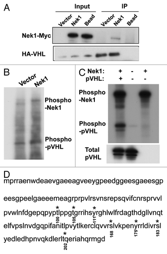 Figure 2. Nek1 interacts with and phosphorylates pVHL. (A) HEK 293 cells were co transfected with Nek1-pcDNA3.1-Myc/His and HA-VHL-pRc/CMV to collect whole-cell lysate 36 h for immunoprecipitation using anti-HA antibody, followed by immunoblot analysis using anti-Myc and anti-HA antibodies. (B) HEK cells were transfected with Nek1-pcDNA3.1-Myc/His or empty vector to collect cell lysate 36 h later for immunoprecipitation of Nek1-Myc/His. The immunoprecipitates were incubated with recombinant pVHL in the presence of (γ-32P)ATP. The samples were then resolved by gel electrophoresis, followed by autoradiography. (C) Purified recombinant active Nek1 and pVHL were incubated separately or together in kinase reaction buffer with (γ-32P)ATP. The samples were then resolved by gel electrophoresis, followed by autoradiography. (D) purified recombinant Nek1 and pVHL were incubated in kinase reaction buffer, followed by gel electrophoresis and Commassie Blue staining. The pVHL band was exercised for mass spectrometry analysis of phosphorylated sites (highlighted in red at indicated sites).