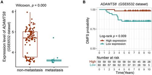Figure 3 Verification of difference in expression and prognostic value of ADAMTS8 in the validation cohort. (A) The expression level of ADAMTS8 in metastatic and non-metastatic LN− early-stage BC patients. (B) Kaplan–Meier curves of DMFS between the ADAMTS8 high and ADAMTS8 low expression groups.