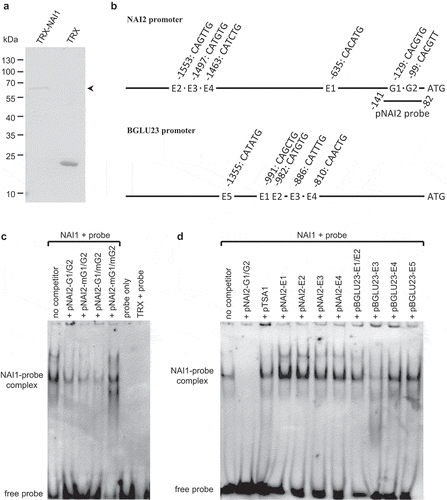 Figure 1. In vitro DNA binding activity of NAI1. (a) A coomassie brilliant blue-stained gel image of purified thioredoxin (TRX) and recombinant TRX-NAI1 fusion protein (arrowhead). (b) Diagrams of G-box and E-box positions in the NAI2 and BGLU23 promoters. The numbers indicate the nucleotide base pairs from the starting codon (ATG). (c) EMSA showing NAI1 binding to the pNAI2 probe in a G-box-dependent manner. (d) EMSA of NAI1 and the pNAI2 probe with the various competitive DNA fragment as indicated. The sequences of the competitive DNA fragments are shown in Table 1