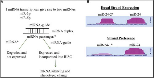 Figure 2. miRNA Strand Preference. (A) Depiction of conventional mechanism for miRNA strand expression where one miRNA strand (guide) is expressed and one miRNA strand (passenger/*) is repressed. (B) Depiction of differences in strand preference of miR-24 as viewed in the miRbase. Martin et al., p. 97.