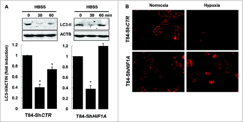 Figure 5. HIF1A does not impair autophagy. (A) Nutrient stress-induced autophagy was characterized by immunoblot analysis with LC3-II antibody of cellular lysates from T84-ShCTR and T84-ShHIF1A incubated in HBSS for 0, 30 and 60 min, then lysed and subjected to sonication. The time course analysis indicates that the autophagic flux is functional in both cell lines. The data are representative of 3 independent experiments. (B) Mitophagy was assessed in T84-ShCTR and T84-ShHIF1A cells using a MitoTracker Red. Representative microscopy images show almost no mitochondria under hypoxia in control cells. By contrast, and as expected for a HIF1A-dependent response, mitochondria were stained by MitoTracker Red in HIF1A-silenced cells under normoxia and hypoxia.