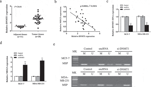 Figure 4. DNMT1 mediates hypermethylation of MEG3 in breast cancer cells. (a) The DNMT1 mRNA expression was detected by qRT-PCR in breast cancer samples. (b) The DNMT1 mRNA expression was negatively correlated with MEG3 expression in breast cancer samples. (c and d)Cells were transfected with si-DNMT1 or sncRNA. The expression levels of MEG3 and DNMT1 were detected by qRT-PCR in MCF-7 and MDA-MB-231 cells. (e) Cells were transfected with si-DNMT1 or sncRNA. The MEG3 promoter methylation level was detected by MSP method. Data are shown as the mean ± SD (n = 3). *P < 0.05, **P < 0.01 vs. respective control.