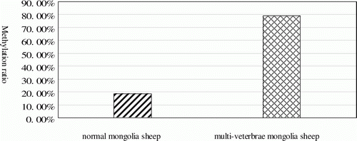 Figure 5.  The average percentages of methylated DNA in HOXC-8 exon-1 in normal and multi-vertebrae Mongolian sheep.