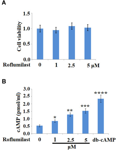 Figure 1 Roflumilast increases concentrations of cyclic adenosine monophosphate (cAMP) in H9c2 cardiac cells. (A) Cells were treated with Roflumilast (1, 2.5, 5 μM) for 24 hours. Cell viability was measured using MTT assay; (B) Cells were treated with Roflumilast (1, 2.5, 5 μM) for 15 minutes. 200 µM dibutyryl cyclic adenosine monophosphate (db-cAMP) was used as a positive control. Concentrations of cAMP have been measured (*, **, ***, ****P<0.05, 0.01, 0.001, 0.0001 vs vehicle group).