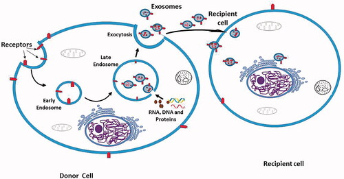 Figure 4. Exosome biogenesis, secretion, and cell communication via exosomes.