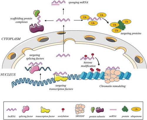 Figure 2. Biogenesis of lncRNAs and their possible interactions to mediate gene expression, miRNA or protein function.