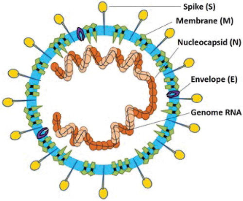 Figure 1. Structure presentation of Coronavirus particle.Citation7