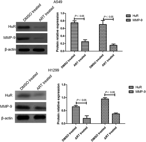 Figure 4. Western blotting results of HuR and MMP-9 protein expressions in A549 and H1299 cells treated with ART. The experiments were performed in triplicate.