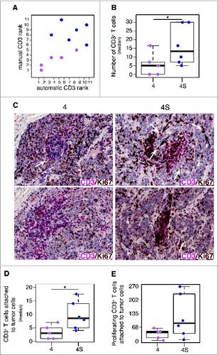 Figure 2. Tumor infiltrating CD3+ T cells proliferate in situ and enter in contact with tumor cells in low-risk neuroblastoma (A). Comparative estimation of manual and automatic counts of CD3+ T cells in a representative set of five neuroblastoma stage 4 (fuchsia dots) and six neuroblastoma stage 4S (blue dots). (B) Automatic analysis pipeline of CD3+ T cell density in neuroblastoma samples. Each dot represents the average number of lymphocytes for single subject. (C) Representative examples of CD3/Ki67 double staining of primary neuroblastoma lesions visualized with Fast Red (red) and diaminobenzidine (brown), respectively. Nuclei were counter stained with haematoxylin (blue). CD3+ T cells (white arrows) and proliferating tumor cells (black arrows) are indicated. (D) and (E) Automatic quantification of CD3+ T cells (D) and proliferating CD3+ T cells close to at least one tumor cell (E). Each dot represents the average number of lymphocytes for single subject. * p < 0.05