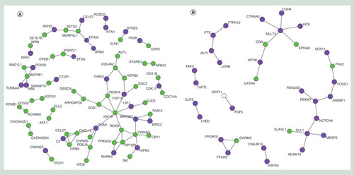 Figure 4. Protein–protein interaction networks for nearest genes of differentially methylated CpGs. Interaction networks for genes associated with differentially methylated CpGs for transitionary (A) and recovery (B) phase as obtained from the STRING database. Genes associated with CpGs that display a gain in methylation (purple) and genes associated with a loss (green) in methylation. Noncolored gene is associated with multiple CpGs which display both a gain and loss in methylation.