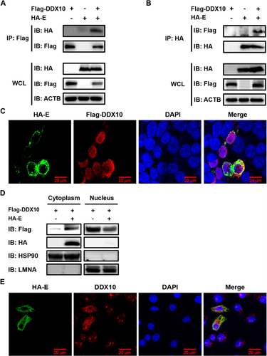 Figure 6. PRRSV E protein interacts with DDX10 and changes its localization from the nucleus to the cytoplasm. (A and B) HEK-293T cells were co-transfected with pCAGGS-Flag-DDX10 and pCAGGS-HA-E. The cells were lysed at 30 hpt and immunoprecipitated with an anti-Flag antibody (A) or anti-HA antibody (B). Whole-cell lysate (WCL) and immunoprecipitation (IP) complexes were analyzed by immunoblotting with anti-Flag, anti-HA, and anti-ACTB antibodies. (C) HEK-293T cells were co-transfected with pCAGGS-Flag-DDX10 and pCAGGS-HA-E. At 30 hpt, cells were fixed for IFA to detect the DDX10 and E proteins using anti-Flag and anti-HA antibodies, respectively. Nuclei were counterstained with DAPI. Fluorescent images were acquired with a confocal laser scanning microscope (Fluoviewver.3.1; Olympus, Japan). (D) HEK-293T cells were co-transfected with pCAGGS-HA-E and pCAGGS-Flag-DDX10. Cells were then collected at 30 hpt for a nuclear and cytosolic fractionation assay. (E) iPAMs were transfected with pCAGGS-HA-E for 30 h. The cells were fixed for IFA to detect endogenous DDX10 and HA-tagged E protein using anti-DDX10 and anti-HA antibodies, respectively. Nuclei were counterstained with DAPI. Fluorescent images were acquired as described in (C).